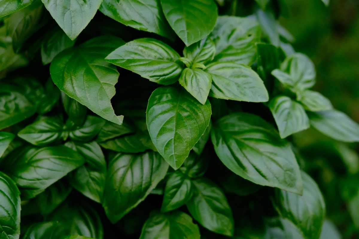 basil can serve as fruit fly repellant for the little pests