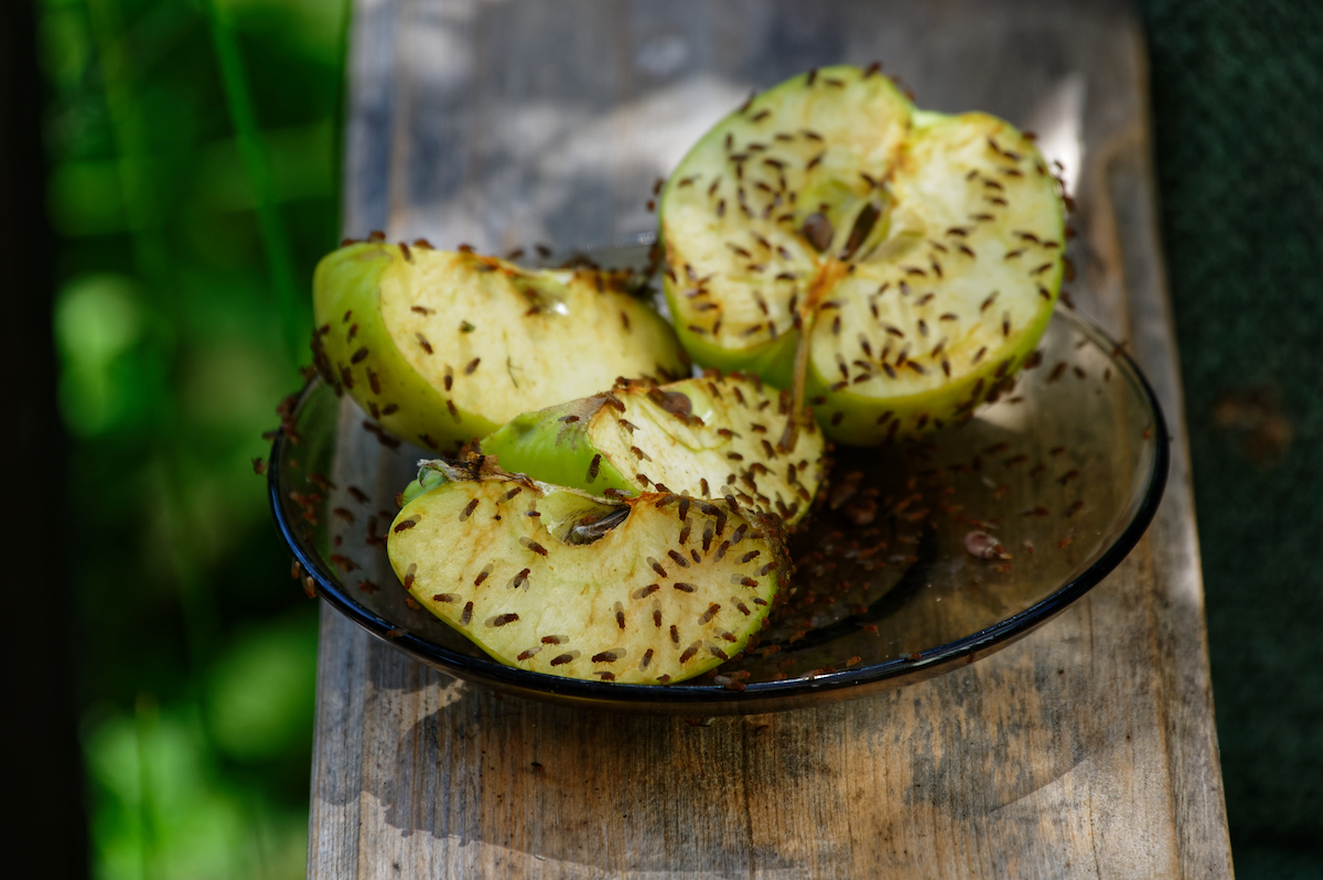 small bowl of fruit with decaying fruit attracts adult fruit flies in just a few minutes