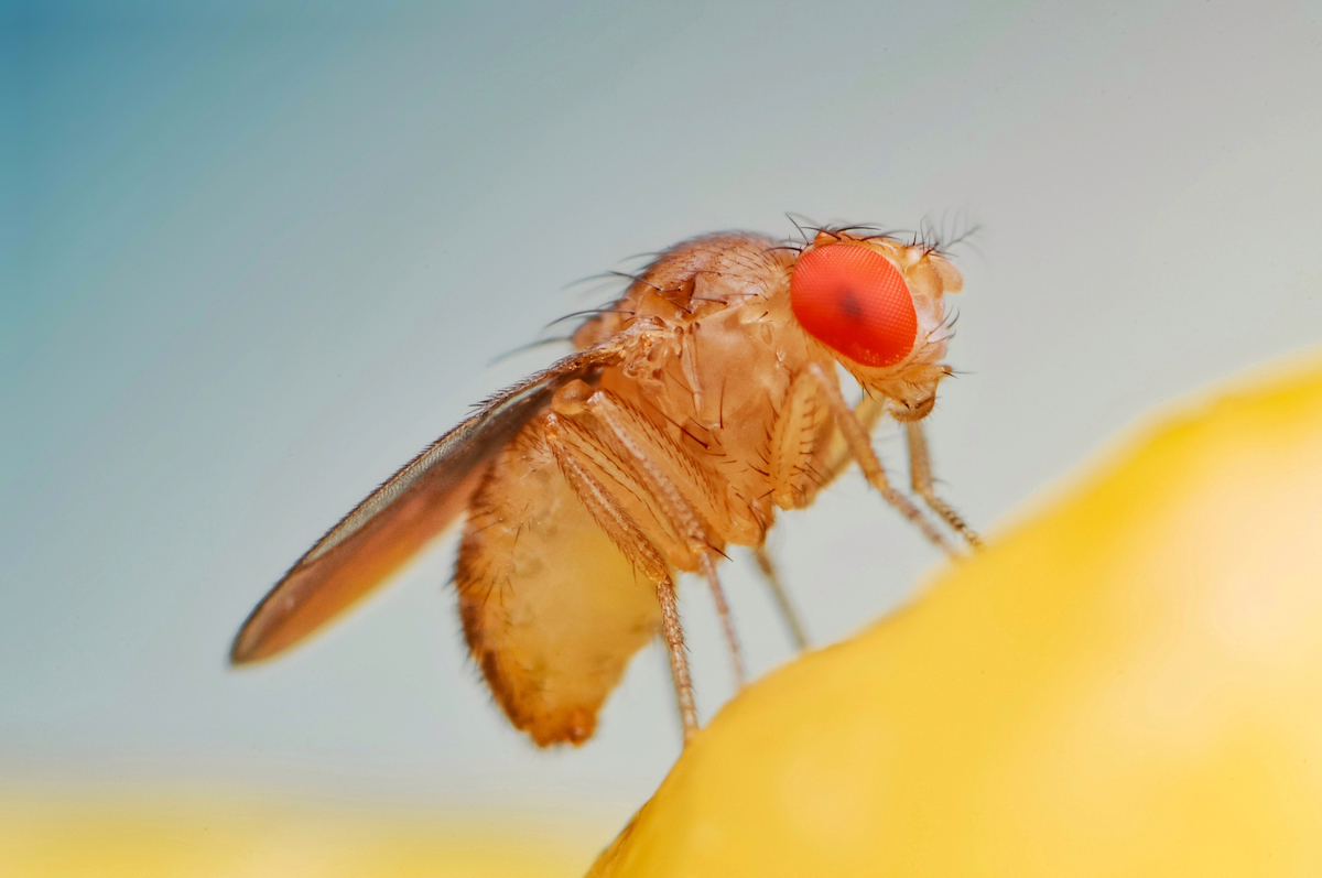 make homemade fruit fly traps on rotting fruit to banish fruit flies