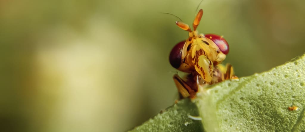 DIY Hacks to Rid Your Home of Fruit Flies and Keep Them Away for Good