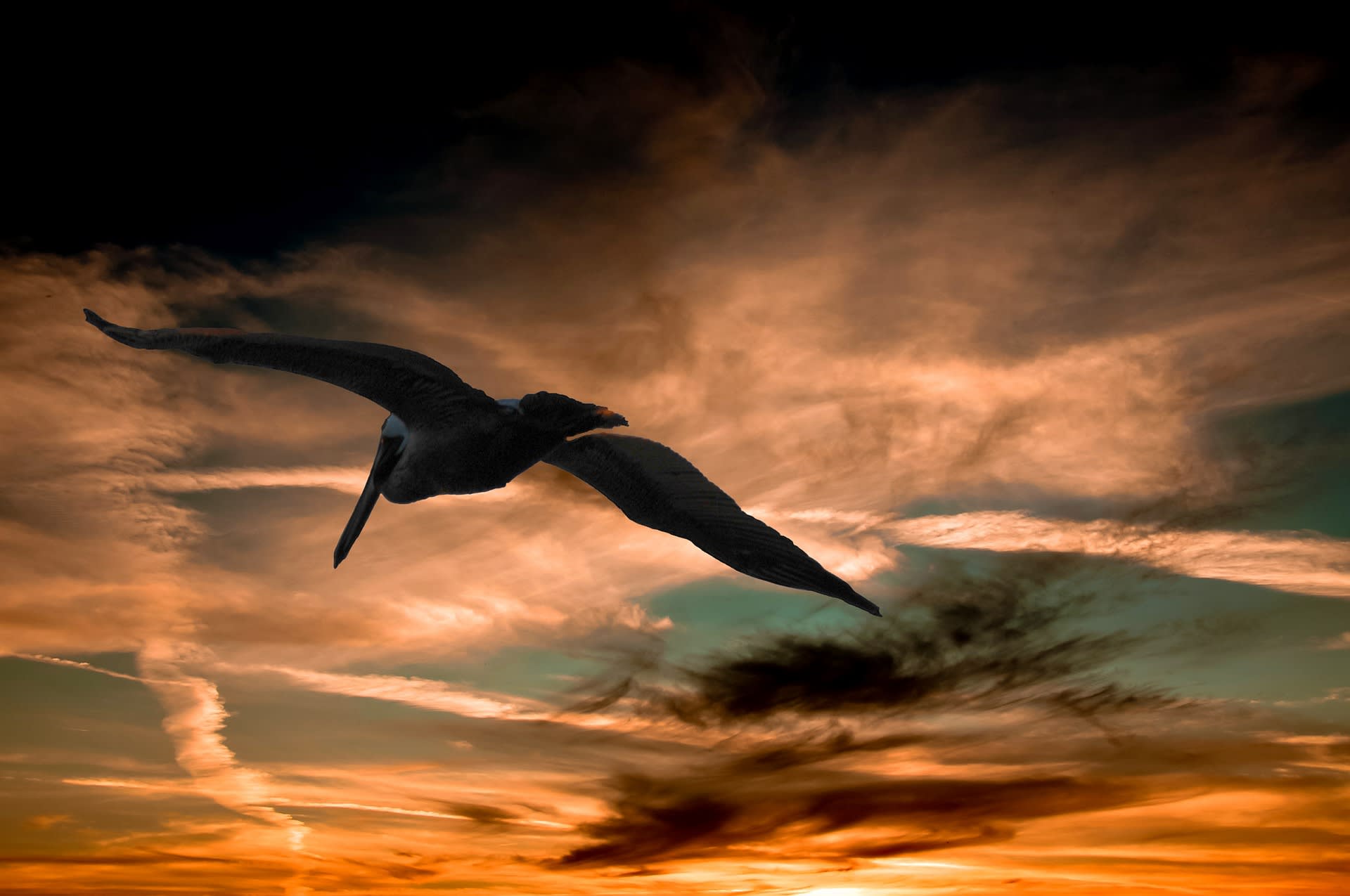 pelicans love tolltraxx