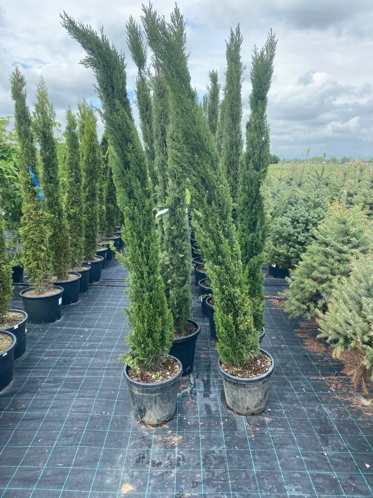 A bunch of trees that are in some pots