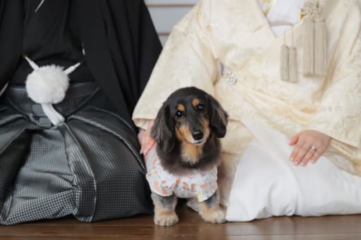 ワンちゃんソロ