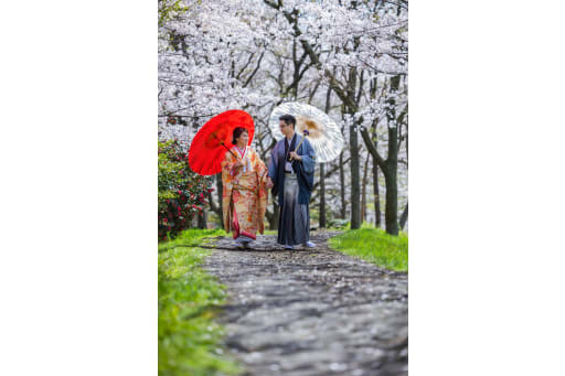 桜並木。緑も綺麗で、少し道に桜の花びらも散っていて綺麗でした。