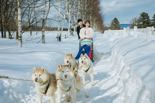 ハスキーたちと犬ぞり体験