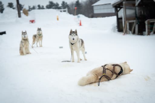 お次はハスキー犬との犬ぞりフォト