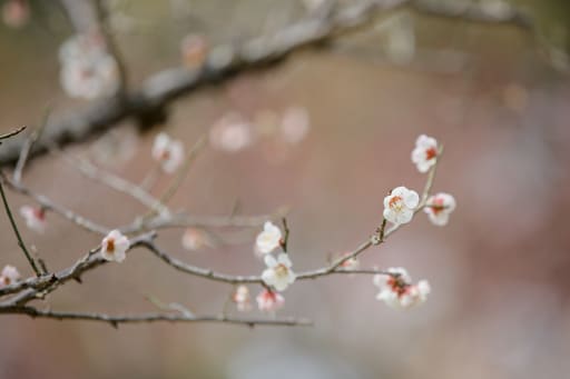 奈良公園の片岡梅林で、梅と一緒に！