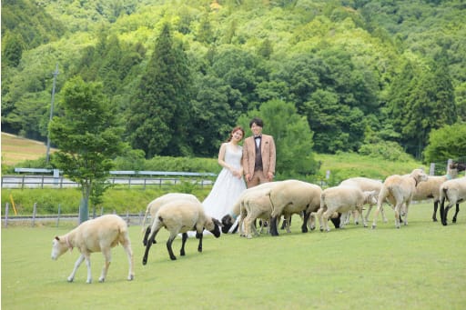 本格的なドレスを着てたくさんの羊たちとお写真が撮れるのは全国でも有数です。