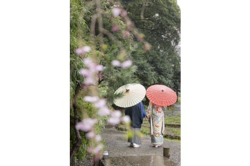 雨の庭園に咲く、色とりどりの番傘