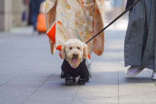 さっそうと歩くよ