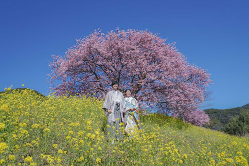 河津桜と菜の花と