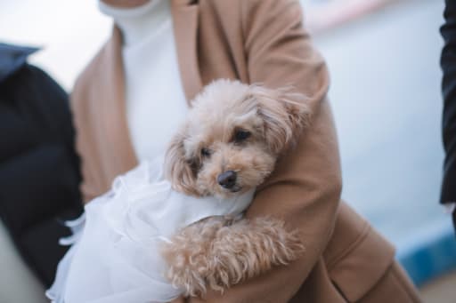 ソロショット＊