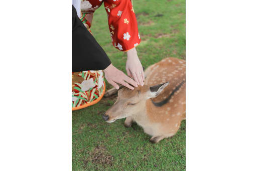 休んでる鹿ちゃんと