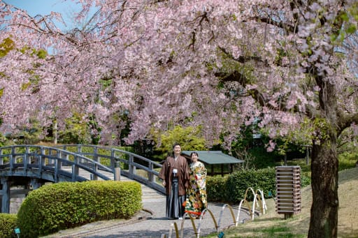 ソメイヨシノと枝垂れ桜は見頃が違う