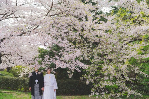 昭和記念公園桜1