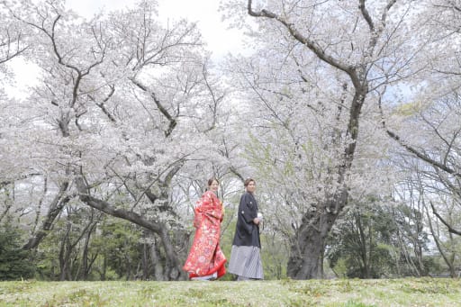 桜ロード。