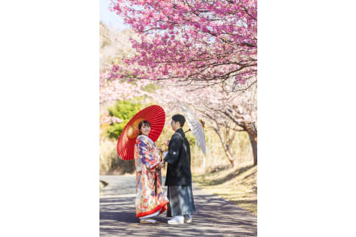 伊豆の撮影は菜の花や、海とも撮影できます。