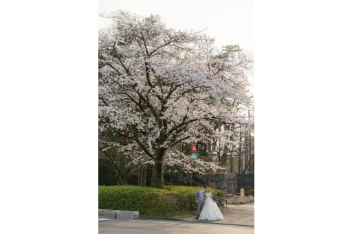 春爛漫の並木道