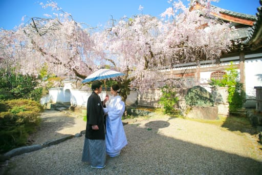 大きな枝垂れ桜の元で。