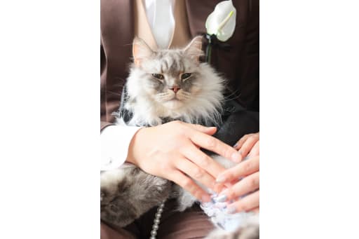 ねこちゃんソロショットも！