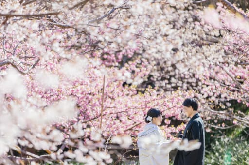 一般的なソメイヨシノより、花の色が濃いピンク、開花期間が長い（約1か月！） という、嬉しいポイントだらけ。