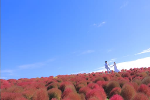一面のコキアは絶景ですよ♫