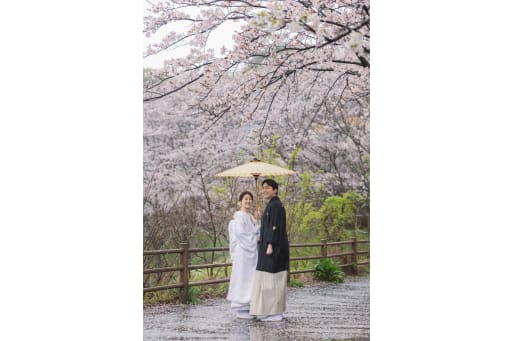 桜！