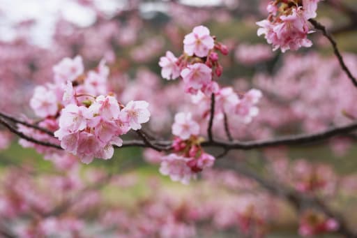 色が濃く美しい桜