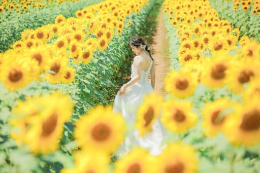 とっても夏に人気のひまわりロケーション