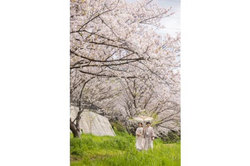 桜ロケ
