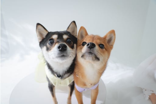 アップショット