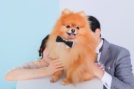 ソロショット