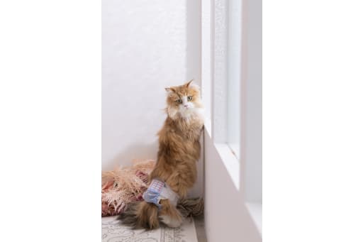 お人形さんみたいな猫ちゃん！