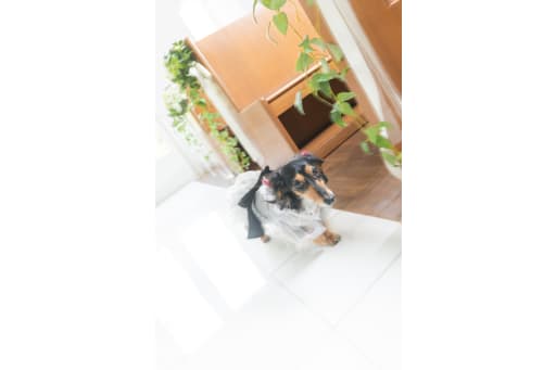 ペットと撮影が出来るチャペル