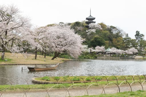 春の三渓園♪
