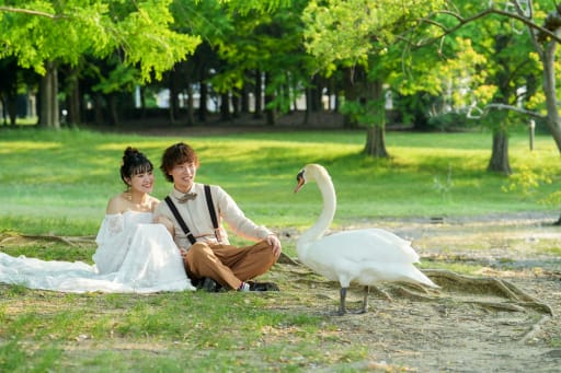 可愛いい白鳥も