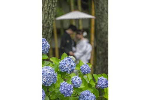 紫陽花と3