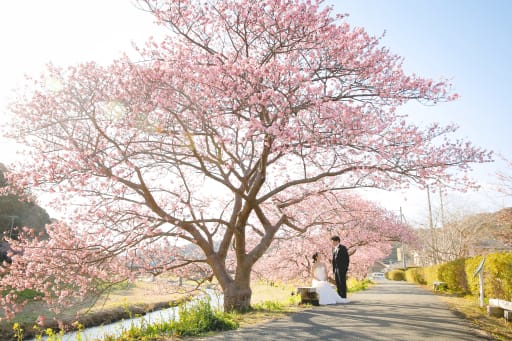桜いっぱいの河津桜プラン