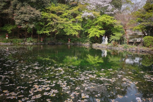 桜が浮かぶ池