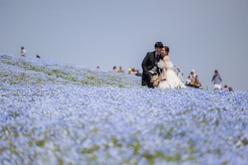 ネモフィラ撮影も大募集✨