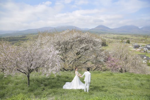 桜パノラマ風景