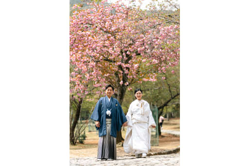 嵐山の桜はとても綺麗です。