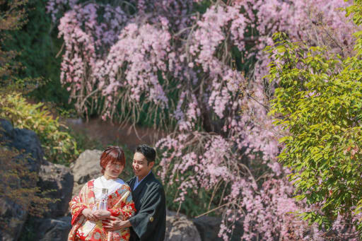 桜背景で