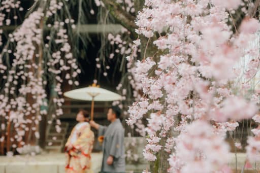 桜越しに見えるおふたりのシルエットも素敵です