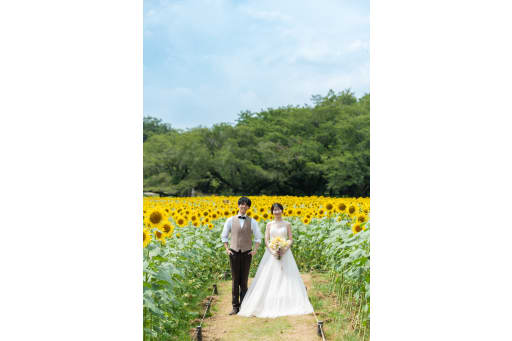 太陽に向かって一斉に咲く姿は素晴らしいですね。開花期間が1週間ほどと短いですが、夏ならではの風景と一緒に撮影しましょう。