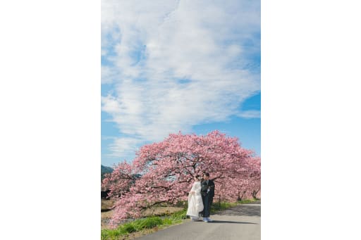 大きな空と河津桜と共に