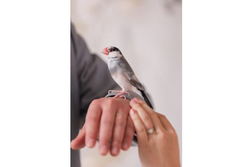 文鳥と手元のショット