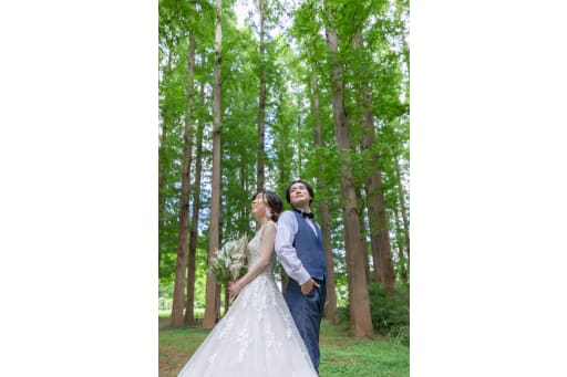 メタセコイヤの木