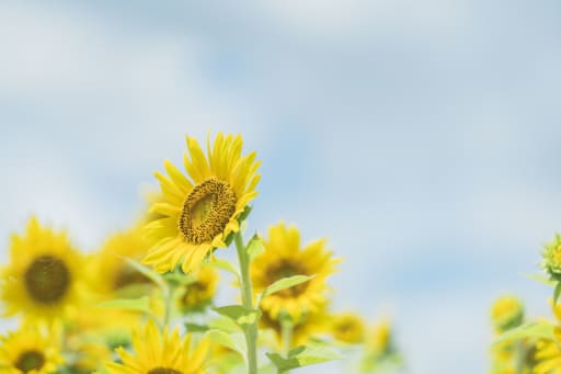 今日の向日葵畑は絶景でした