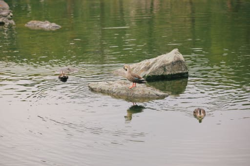 カモと出会えるかも！？